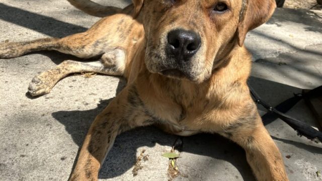 perro-demo-8