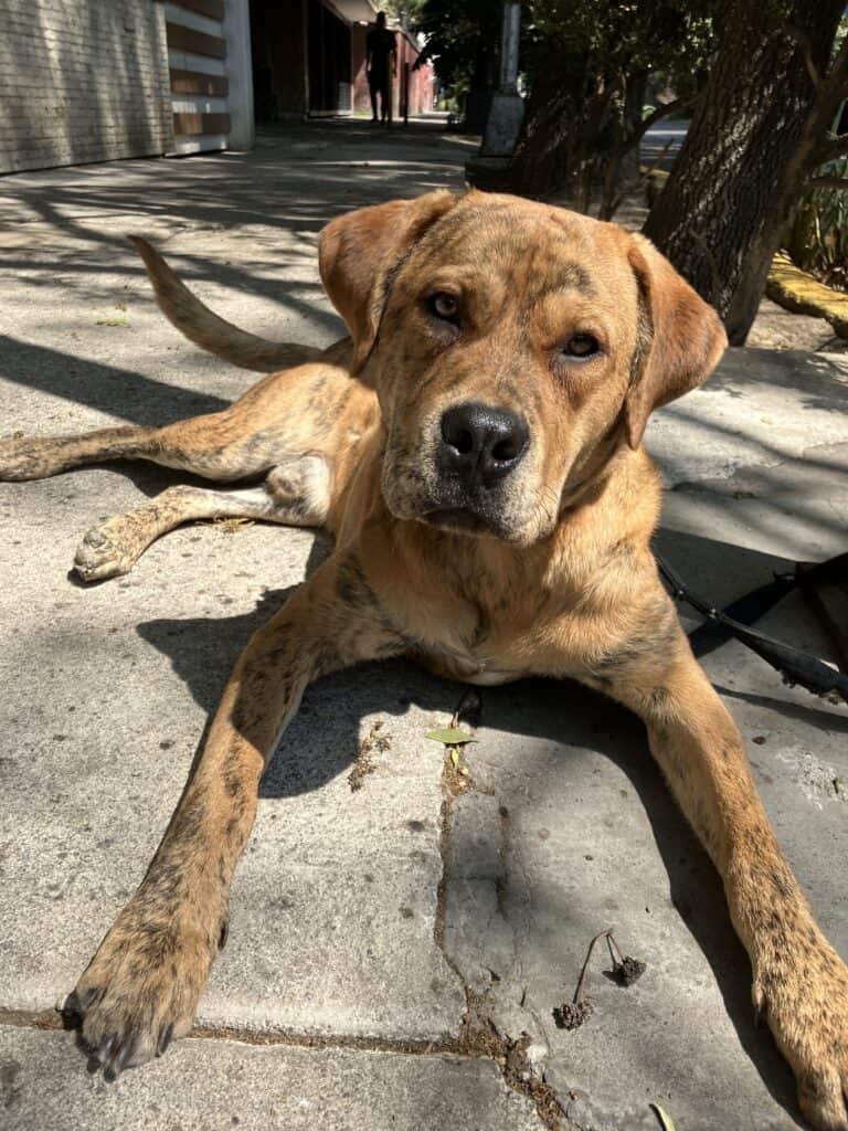 perro-demo-8